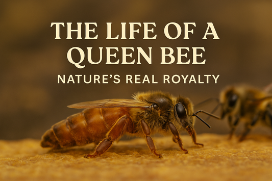 A high-resolution photograph of a queen bee surrounded by worker bees on a honeycomb frame, with elegant overlaid text reading “The Life of a Queen Bee – Nature’s Real Royalty,” symbolising her central role in hive health and Mānuka honey production.