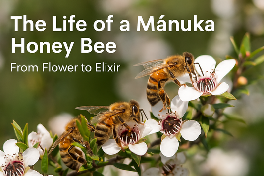 A honey bee collects nectar from a blooming Mānuka flower, with bold headline text highlighting “The Life of a Mānuka Honey Bee.” This visual captures the natural effort behind every can of Avatar Elixir.